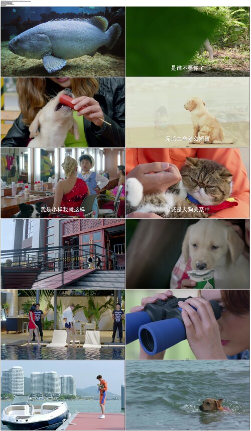 神犬小七2.Hero.Dog.2016.S02.EP01.WEB DL.4k.H265.AAC.Mandarin OPS.mp4