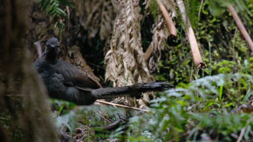 Earthsounds.S01E01.Australian.Forests.1080p.Apple.TV+.WEB DL.DDP.5.1.Atmos.H.264 CHDWEB.mkv 20240229