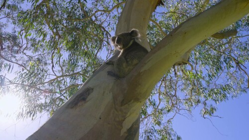 Earthsounds.S01E01.Australian.Forests.1080p.Apple.TV+.WEB DL.DDP.5.1.Atmos.H.264 CHDWEB.mkv 20240229